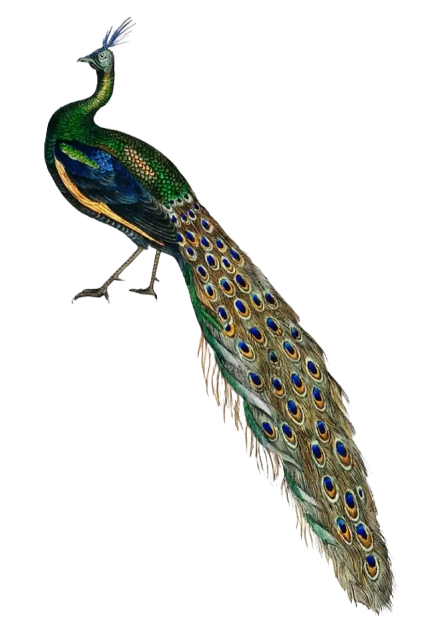 Un pavone colorato che sfoggia le sue piume blu e verdi iridescenti, mostrando la bellezza naturale.